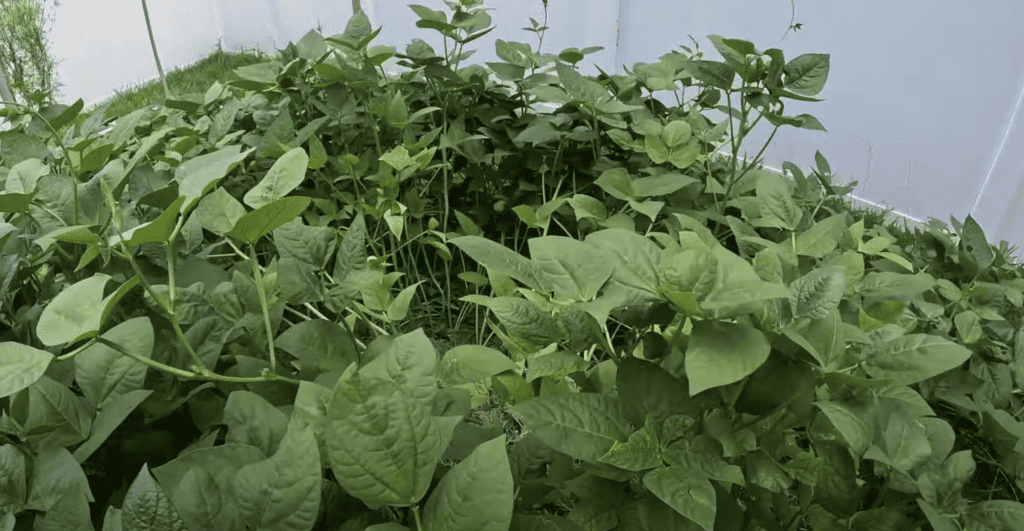 Sweet potato vines